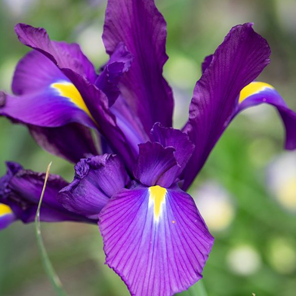 Ірис Hollandica Purple Sensation (Пьорпл Сенсейшн) • купити Ірис